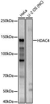 Anti-HDAC4 Rabbit pAb