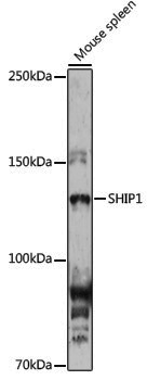 Anti-SHIP1 Rabbit pAb