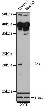 [KO Validated] Anti-Bax Rabbit pAb