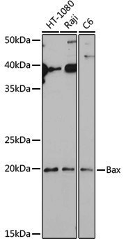 [KO Validated] Anti-Bax Rabbit pAb