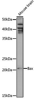[KO Validated] Anti-Bax Rabbit pAb