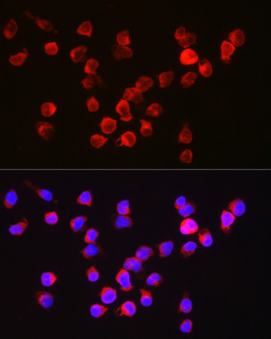Anti-BCL2A1 Rabbit pAb