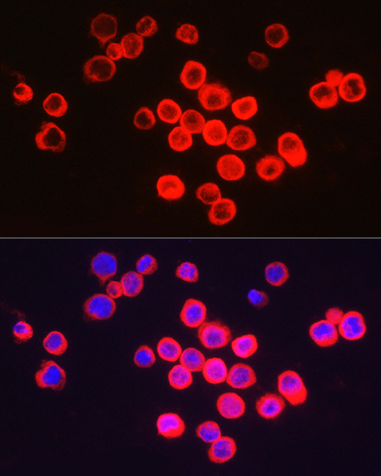 Anti-BCL2A1 Rabbit pAb