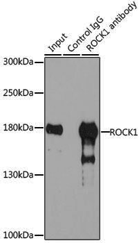 Anti-ROCK1 Rabbit pAb