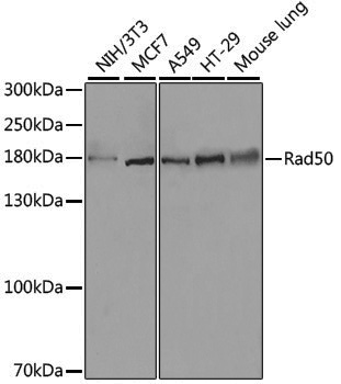 Anti-Rad50 Rabbit pAb