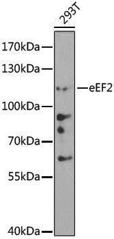 Anti-Elongation factor 2 Rabbit pAb