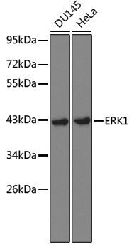 [KD Validated] Anti-ERK1 Rabbit pAb