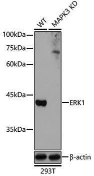 [KD Validated] Anti-ERK1 Rabbit pAb