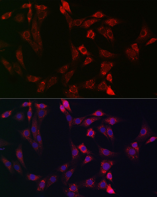 Anti-Bid Rabbit pAb