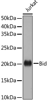 Anti-Bid Rabbit pAb