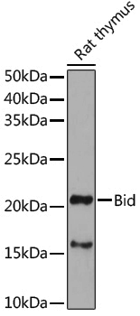 Anti-Bid Rabbit pAb