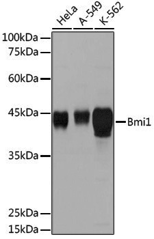 Anti-BMI1 Rabbit pAb