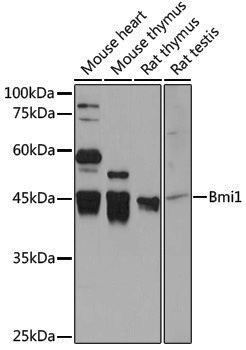 Anti-BMI1 Rabbit pAb