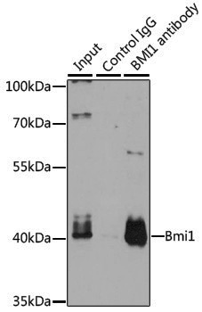 Anti-BMI1 Rabbit pAb