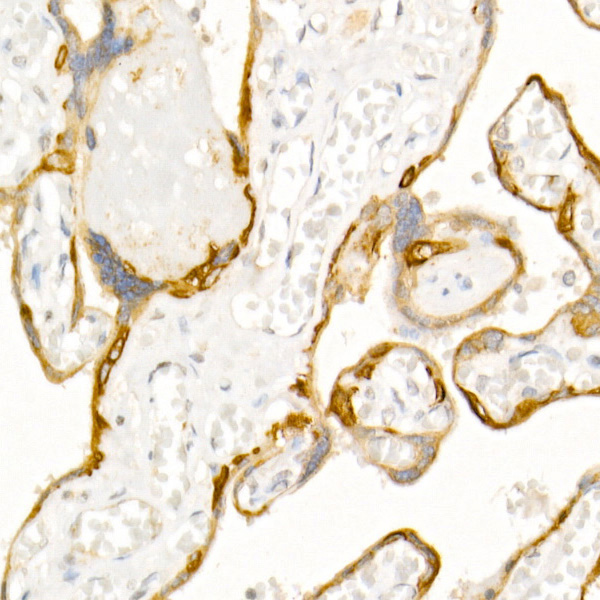 Anti-Cytokeratin 19 Rabbit pAb