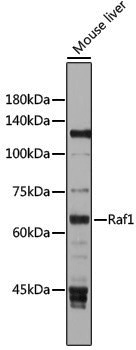 Anti-Raf1 Rabbit pAb