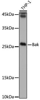 Anti-Bak Rabbit pAb