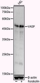 Anti-VASP Rabbit pAb
