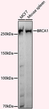 Anti-BRCA1 Rabbit pAb