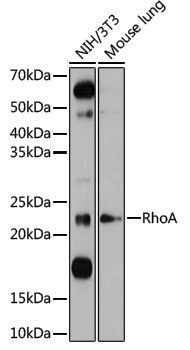 Anti-RhoA Rabbit pAb