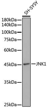 Anti-JNK1 Rabbit pAb