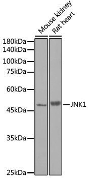 Anti-JNK1 Rabbit pAb