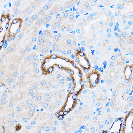 Anti-p38 Rabbit pAb