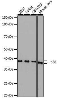 Anti-p38 Rabbit pAb