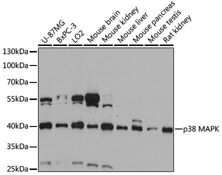 Anti-p38 Rabbit pAb