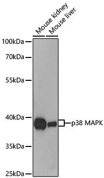 Anti-p38 Rabbit pAb