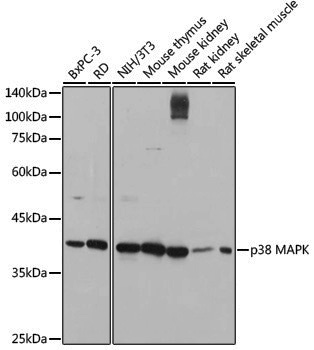 Anti-p38 Rabbit pAb