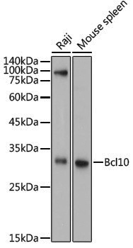 Anti-Bcl10 Rabbit pAb