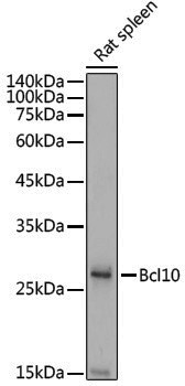 Anti-Bcl10 Rabbit pAb