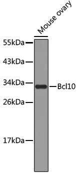 Anti-Bcl10 Rabbit pAb