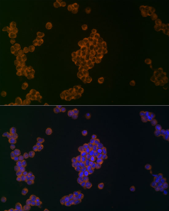 [KO Validated] Anti-ATG5 Rabbit pAb