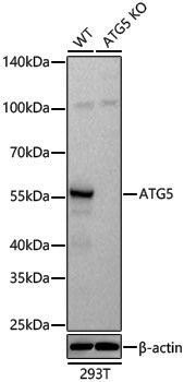 [KO Validated] Anti-ATG5 Rabbit pAb