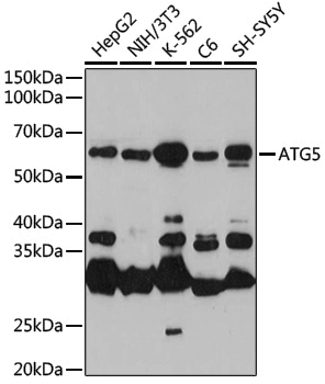 [KO Validated] Anti-ATG5 Rabbit pAb