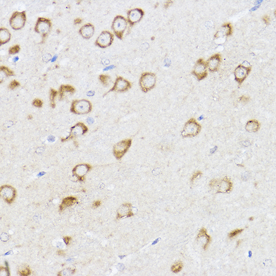 Anti-MCL1 Rabbit pAb