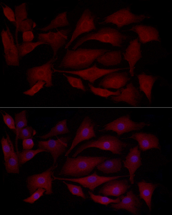 Anti-MCL1 Rabbit pAb