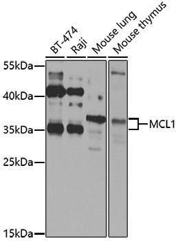 Anti-MCL1 Rabbit pAb