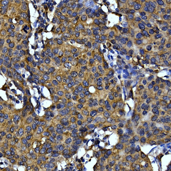 Anti-Cytochrome C Rabbit pAb