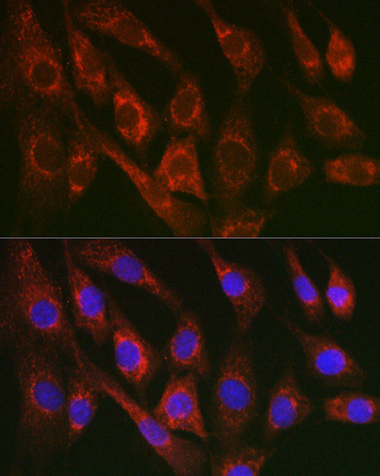 Anti-Cytochrome C Rabbit pAb