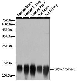 Anti-Cytochrome C Rabbit pAb