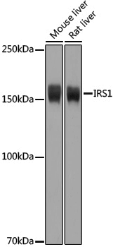 Anti-IRS1 Rabbit pAb