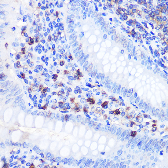 Anti-BCL2 Rabbit pAb