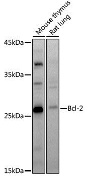 Anti-BCL2 Rabbit pAb