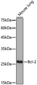 Anti-BCL2 Rabbit pAb