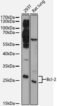 Anti-BCL2 Rabbit pAb