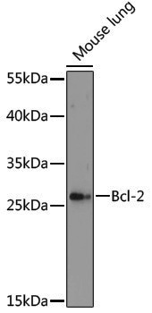 Anti-BCL2 Rabbit pAb