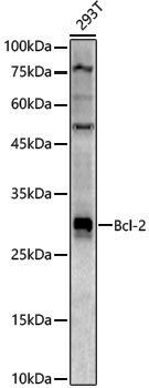 Anti-BCL2 Rabbit pAb